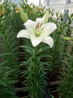 [5071 Merluza No02.JPG]